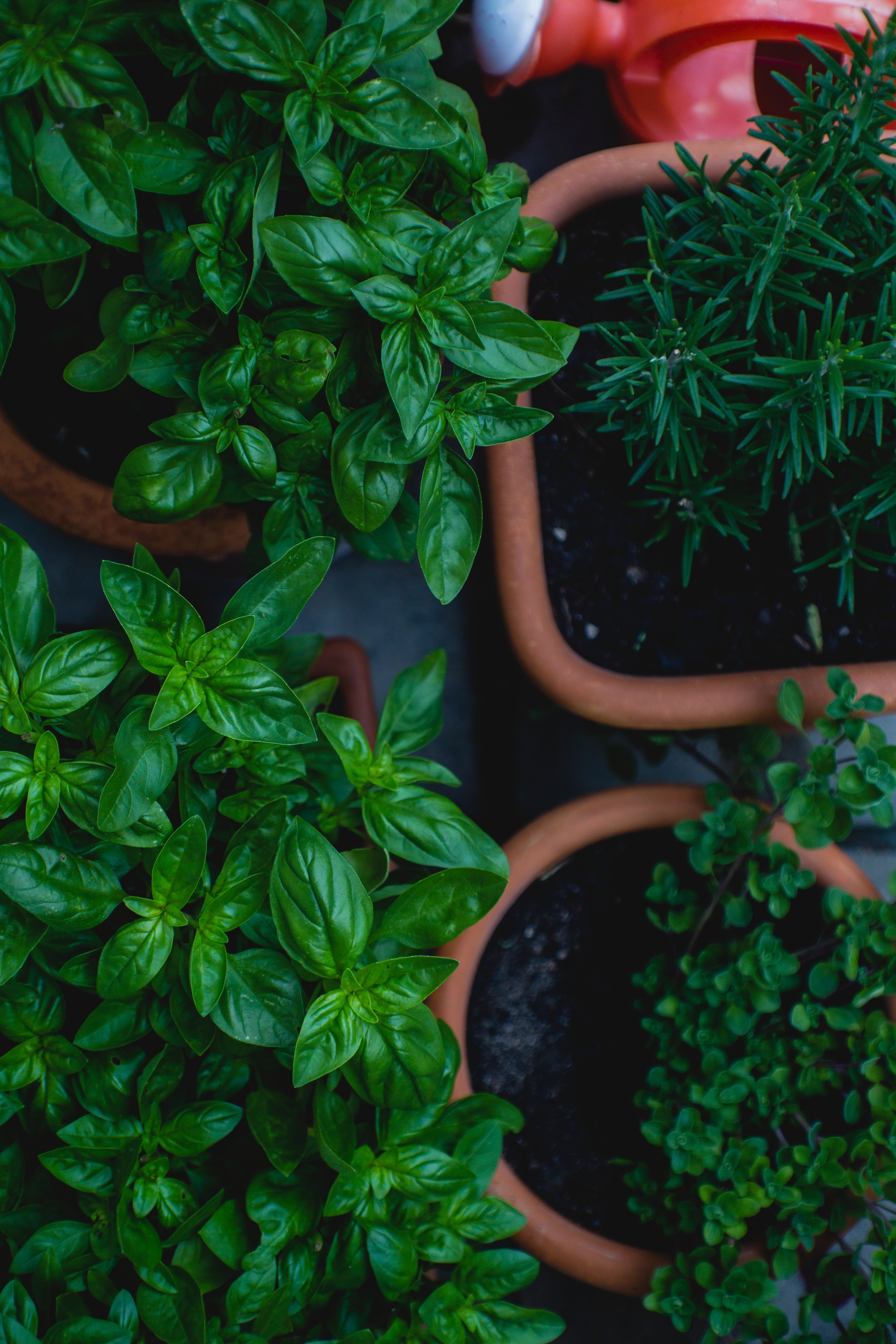 selection of green herbs